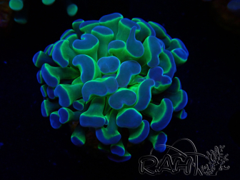 WYSIWYG Euphyllia paraancora (Maricoltura acclimatata sotto LED) 4A5