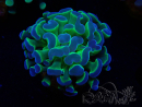 WYSIWYG Euphyllia paraancora (Maricultura aclimatada bajo LED) 4A5