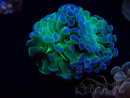 WYSIWYG Euphyllia paraancora (Maricultura aclimatada bajo LED) 4A6