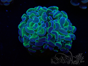 WYSIWYG Euphyllia paraancora (Mariculture acclimaté sous LED) 4B1
