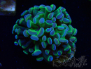 WYSIWYG Euphyllia paraancora (Maricoltura acclimatata sotto LED) 4B2