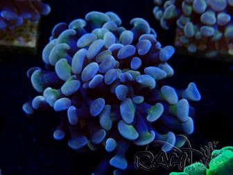 WYSIWYG Euphyllia paraancora (Maricoltura acclimatata sotto LED) 4B3