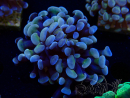 WYSIWYG Euphyllia paraancora (Maricoltura acclimatata sotto LED) 4B3