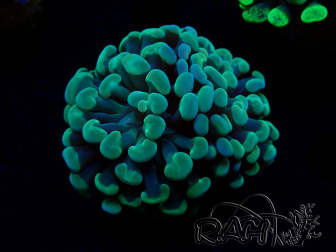 WYSIWYG Euphyllia paraancora (Maricultura aclimatada bajo LED) 4B4