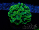WYSIWYG Euphyllia paraancora (Maricoltura acclimatata sotto LED) 4B5