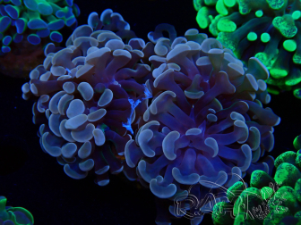 WYSIWYG Euphyllia paraancora (Mariculture acclimaté sous LED) 4B6