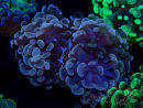 WYSIWYG Euphyllia paraancora (Mariculture acclimaté sous LED) 4B6