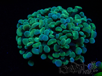 WYSIWYG Euphyllia paraancora (Mariculture acclimaté sous LED) 4B7
