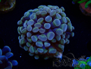 WYSIWYG Euphyllia paraancora (Mariculture acclimaté sous LED) 4B6