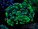 WYSIWYG Euphyllia paraancora (Mariculture acclimaté sous LED) 4B5