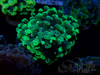 WYSIWYG Euphyllia paraancora (Marikultur, akklimatisiert unter LED) 4B6