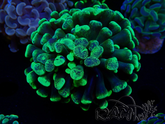 WYSIWYG Euphyllia paraancora (Marikultur unter LED akklimatisiert) 4C1
