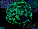 WYSIWYG Euphyllia paraancora (Maricultura acclimatata sotto LED) 4C1