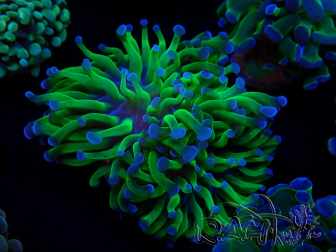 WYSIWYG Euphyllia paraancora (Mariculture acclimaté sous LED) 4C2