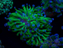 WYSIWYG Euphyllia paraancora (Mariculture acclimaté sous LED) 4C2