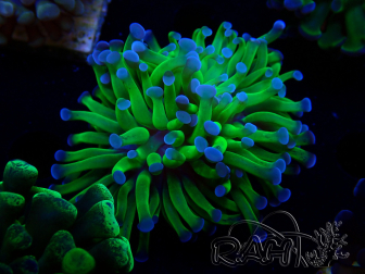 WYSIWYG Euphyllia paraancora (Mariculture acclimaté sous LED) 4C3