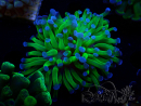 WYSIWYG Euphyllia paraancora (Mariculture acclimaté sous LED) 4C3