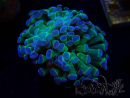 WYSIWYG Euphyllia paraancora (Maricultura acclimatata sotto LED) 4C4