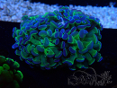 WYSIWYG Euphyllia paraancora (Acclimatato alla maricoltura sotto LED) 4C5