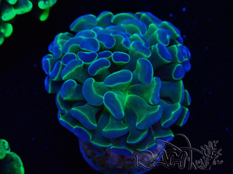 WYSIWYG Euphyllia paraancora (Maricoltura acclimatata sotto LED) 4C6