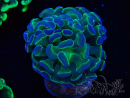 WYSIWYG Euphyllia paraancora (Maricoltura acclimatata sotto LED) 4C6