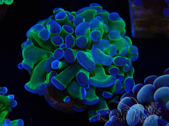 WYSIWYG Euphyllia paraancora (Acclimatato alla maricoltura sotto LED) 4C5