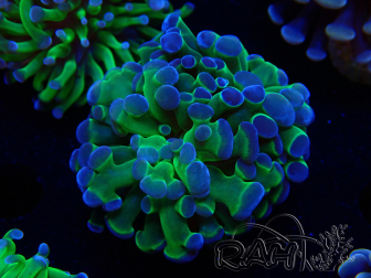 WYSIWYG Euphyllia paraancora (Maricoltura acclimatata sotto LED) 4C6