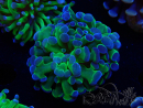 WYSIWYG Euphyllia paraancora (Maricoltura acclimatata sotto LED) 4C6