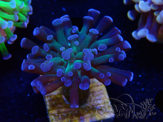 WYSIWYG Euphyllia paraancora (Mariculture acclimated under LED) 4C5