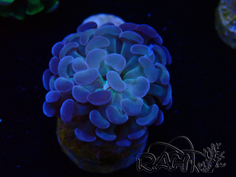 WYSIWYG Euphyllia paraancora (Mariculture acclimaté sous LED) 4C10