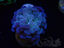 WYSIWYG Euphyllia paraancora (Mariculture acclimaté sous LED) 4C10