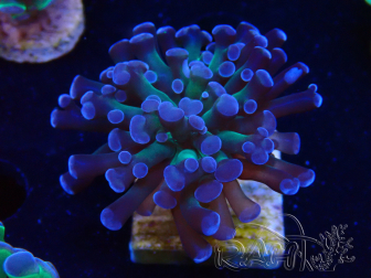 WYSIWYG Euphyllia paraancora (Maricultura acclimatata sotto LED) 4D1