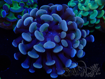 WYSIWYG Euphyllia paraancora (Maricoltura acclimatata sotto LED) 4D2