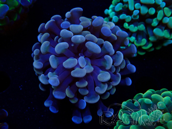 WYSIWYG Euphyllia paraancora (Maricoltura acclimatata sotto LED) 4D3
