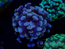 WYSIWYG Euphyllia paraancora (Maricoltura acclimatata sotto LED) 4D3