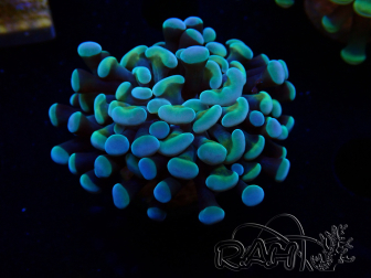 WYSIWYG Euphyllia paraancora (LED-acclimated mariculture) 4D4