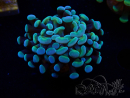 WYSIWYG Euphyllia paraancora (Maricultura acclimatata sotto LED) 4D4