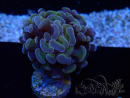 WYSIWYG Euphyllia paraancora (Mariculture acclimaté sous LED) 4D5