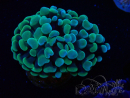 WYSIWYG Euphyllia paraancora (Mariculture acclimaté sous LED) 4D6