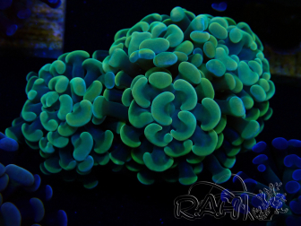 WYSIWYG Euphyllia paraancora (Maricoltura acclimatata sotto LED) 4D5