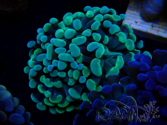 WYSIWYG Euphyllia paraancora (Maricoltura acclimatata sotto LED) 4D6