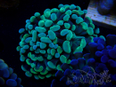 WYSIWYG Euphyllia paraancora (Maricoltura acclimatata sotto LED) 4D6