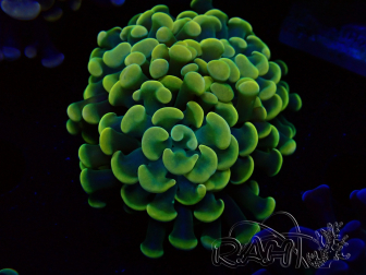 WYSIWYG Euphyllia paraancora (unter LED akklimatisierte Marikultur) 4D5