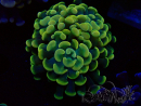 WYSIWYG Euphyllia paraancora (Mariculture acclimaté sous LED) 4D5