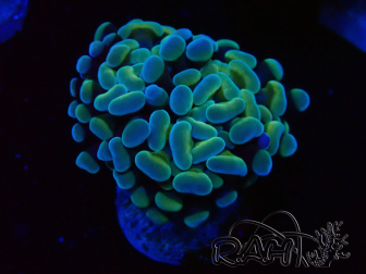 WYSIWYG Euphyllia paraancora (Maricoltura acclimatata sotto LED) 4D6