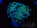 WYSIWYG Euphyllia paraancora (Maricultura aclimatada bajo LED) 4D6