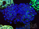 WYSIWYG Euphyllia paraancora (Maricultura acclimatata sotto LED) 4E1