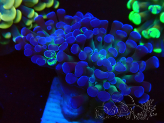 WYSIWYG Euphyllia paraancora (Mariculture acclimaté sous LED) 4E2