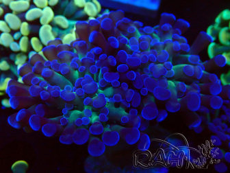 WYSIWYG Euphyllia paraancora (Mariculture acclimaté sous LED) 4E3