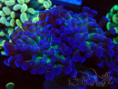 WYSIWYG Euphyllia paraancora (Marikultur akklimatisiert unter LED) 4E3